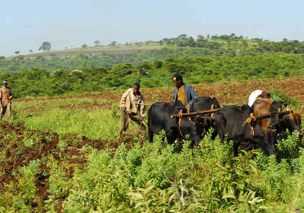 Com Fairtrade Harvesting 02