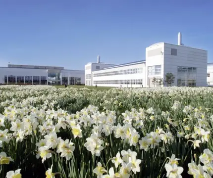Entrance Daffodils