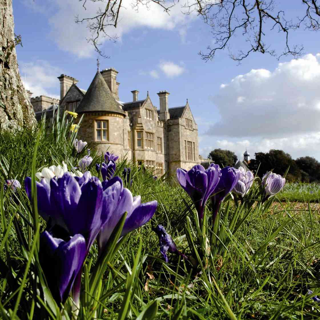 Bluebells At Beaulieu 45922970975 O