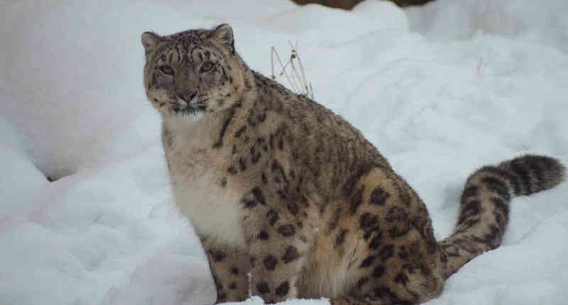 Snow Leopard Snow 1