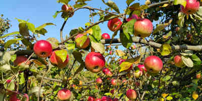 Farming The Future 2