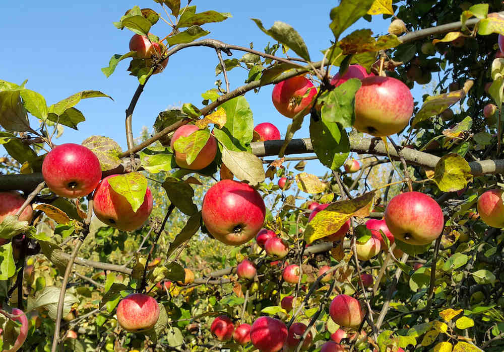 Farming The Future 2
